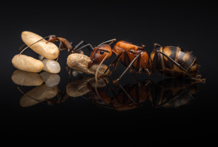 Queen ant with brood