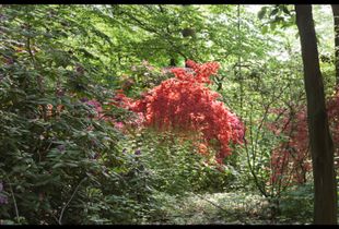 Hancock Woodlands