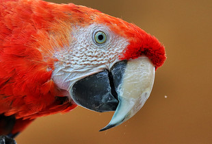 Red Macaw