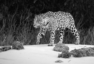 Jaguar in the Pantanal, Brazil.