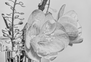 Tiny Flowers in a Tiny Vase
