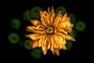 Chrysanth and some Green Things