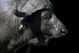 Buffalo Bath