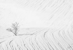 Snow and a tree