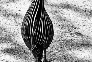 Vulturine guineafowl, Kenya
