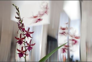 Red Orchids © Olivia Parker, 2011