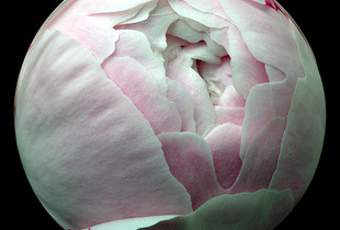 Peony