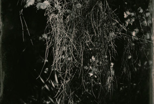 Holy Tangle #403.