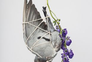 The Avian Knot