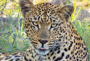 Eyes of a Leopard