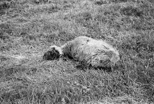 Das schlafende Schaf (the sleeping sheep)