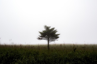One tree