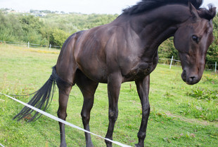 horse fly