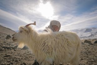 Diskit, The Shepherdess