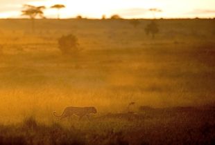 Léopard Masaï Mara Kenya 2017