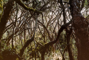 Polylepis