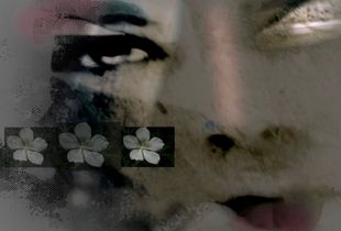 Petals 7