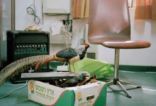 Taxidermy birds on cardboard fruit box, Manager's office
