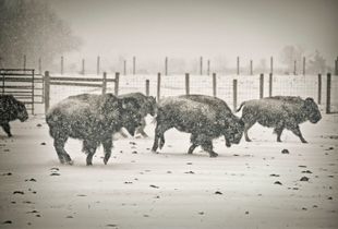 American Bison