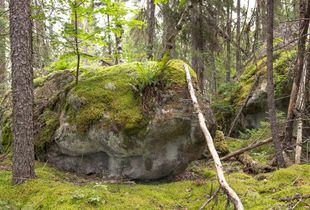 untitled #1 form boreal forest