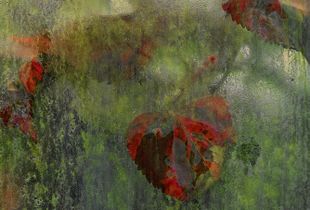 Glasshouse Window 1
