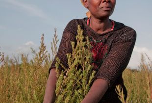 Organic tea tree farmer in Kenya