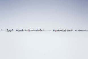 Reindeer race