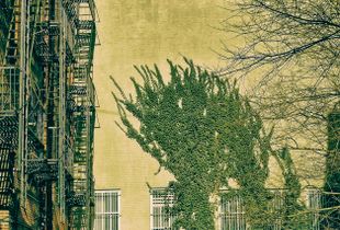 'Iron & Vine'