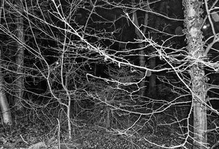 quantum entanglement