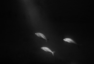 Moonbeams