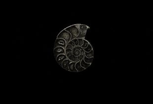 ammonite