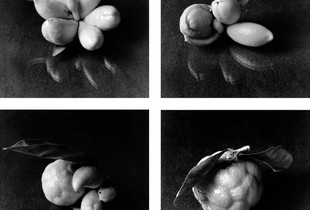 Citrus Mites Tangerines group