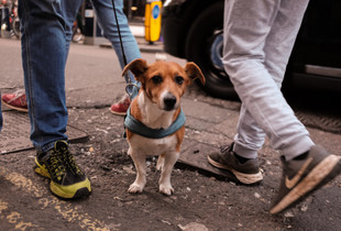 Little dog, big city