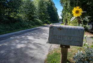 Zero Avenue Sunflower