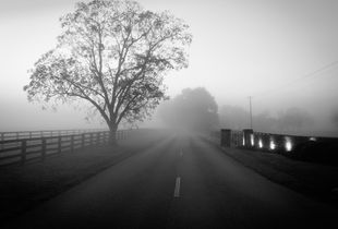 Morning in the Bluegrass
