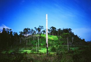 Blue Jungle 002, 2005, Archival Pigment Print