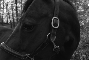 Bridle