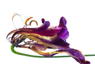Flor 011