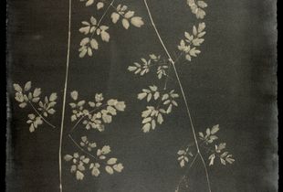 #00112 Thalictrum pubescens