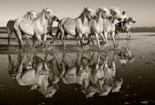 Reflection of Herd