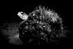 Sea turtle and reef