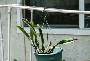 Hanging Plant