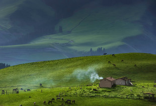 Morning on the grassland