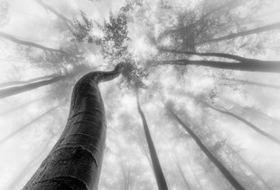 Up to the light