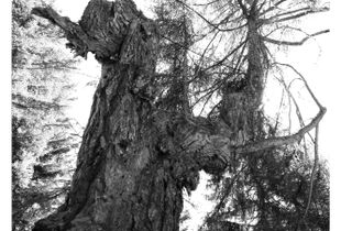 Sir Larch