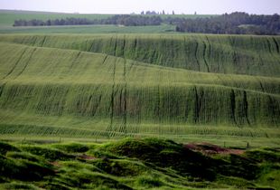 GreenPeace 1