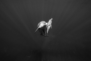 Come to the surface