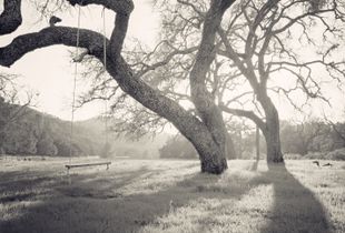 Oak Tree Swing - Santa Ynez, California USA © Perry Manuk