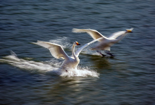 Fly wing to wing