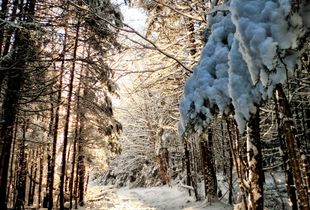 The Forest